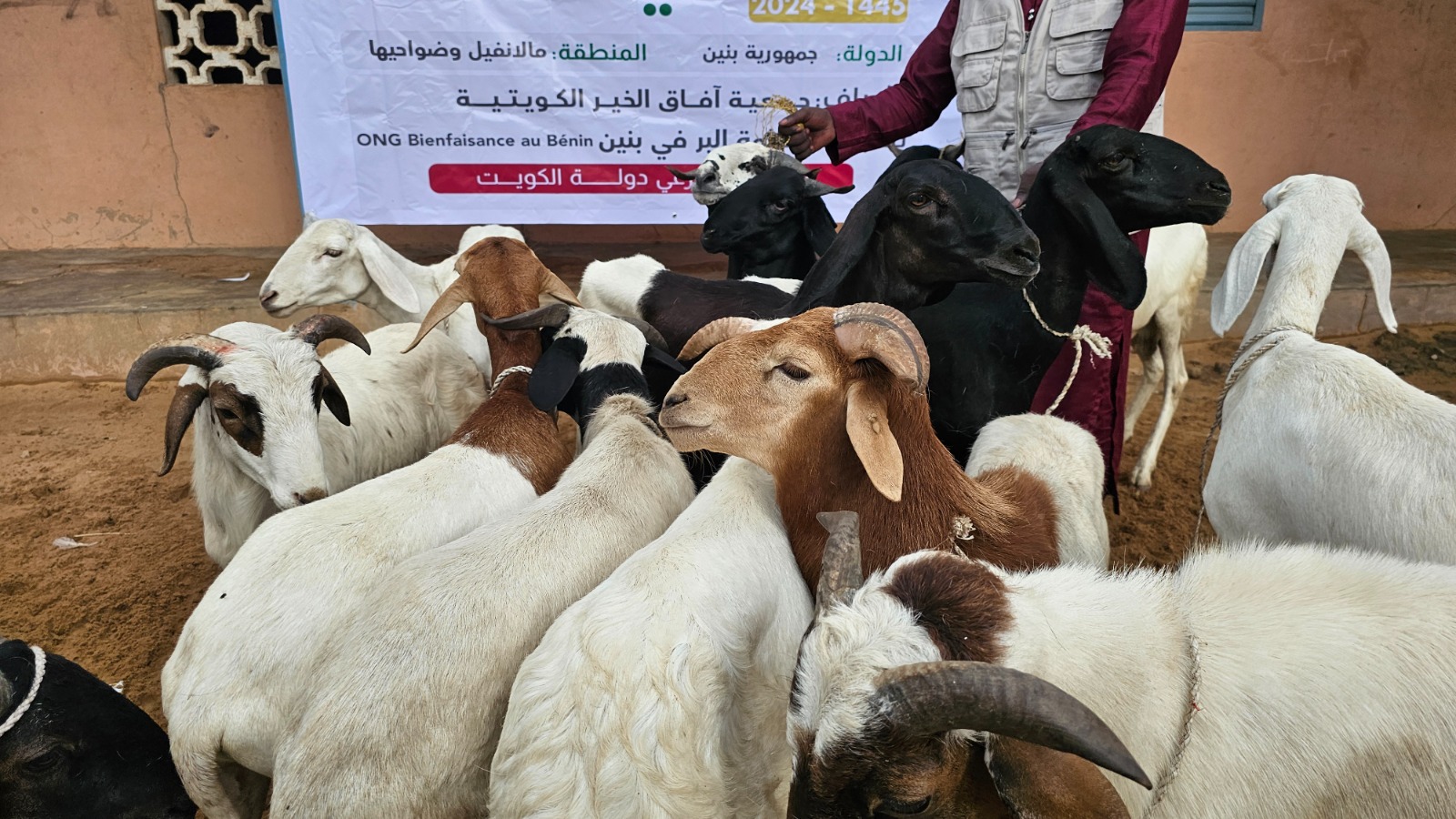 مشروع الأضاحي - 35 د.ك للواحدة - دولة بنين